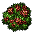 Western Spice Bush