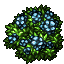 Mophead Hydrangea